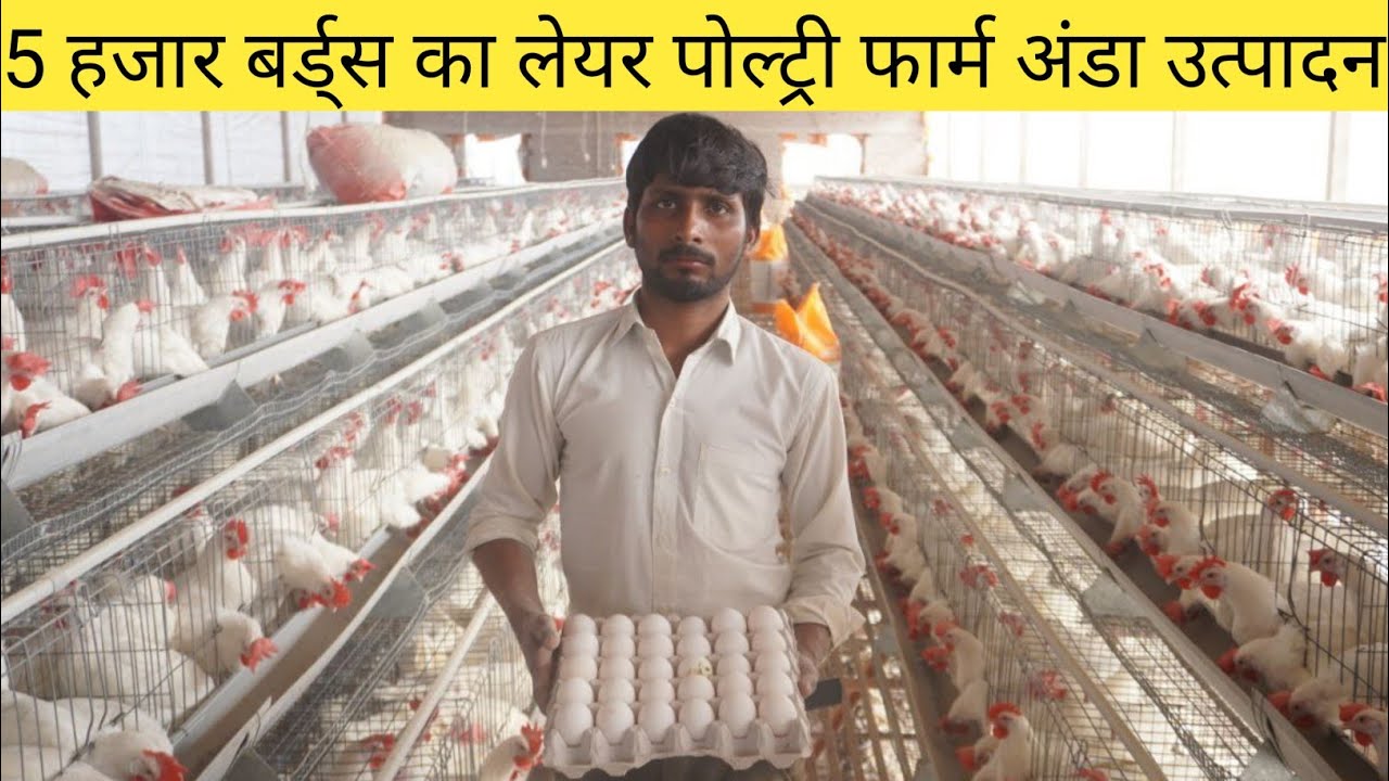 How to start layer pottery farming In India | अंडा फार्म कैसे बनता है| Egg farm Chauhan Agrofarm