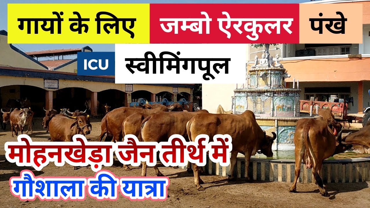 Mohankheda jain Tirth Gaushala | मोहनखेड़ा जैन तीर्थ गौशाला यात्रा