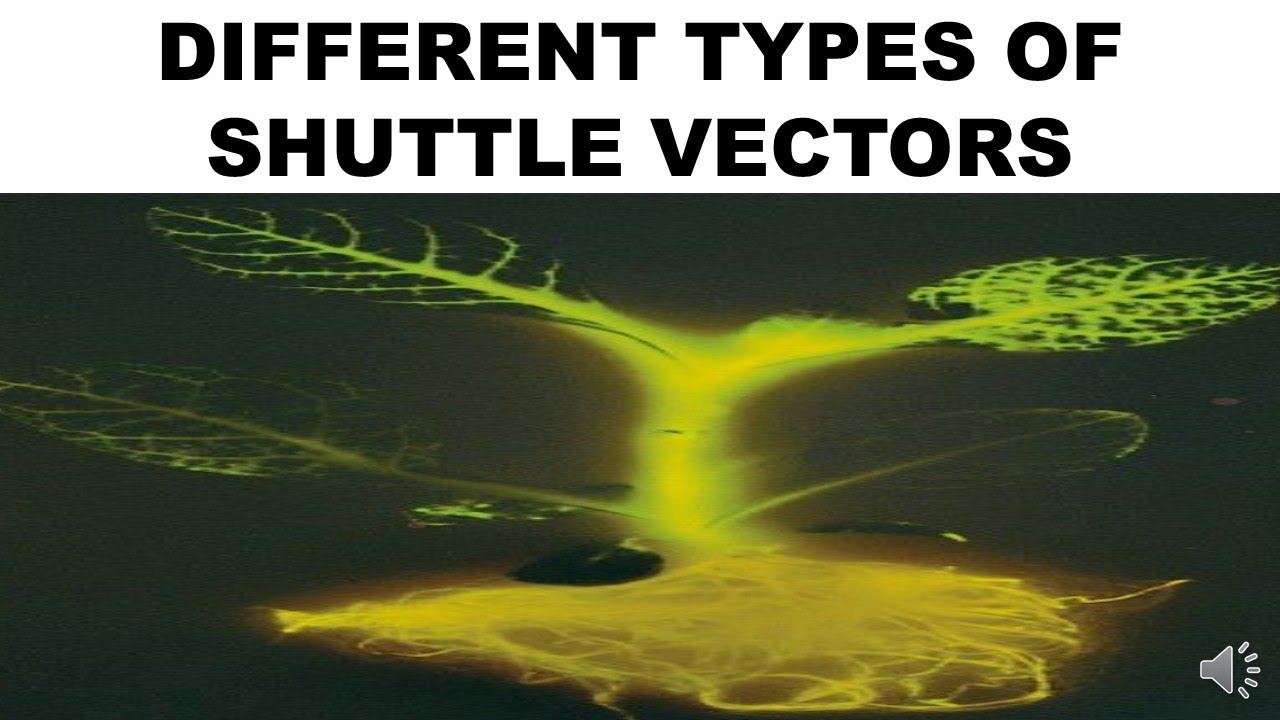 DIFFERENT TYPES OF SHUTTLE VECTORS