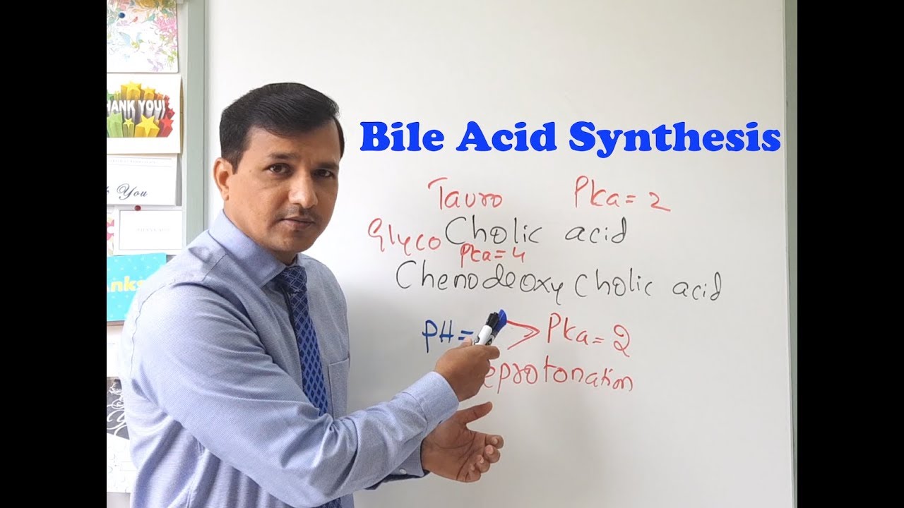 Bile Acid Synthesis