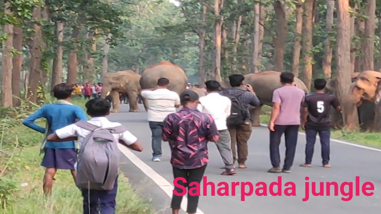 Dadagiri of jharkhandia Elephant 15/10/25