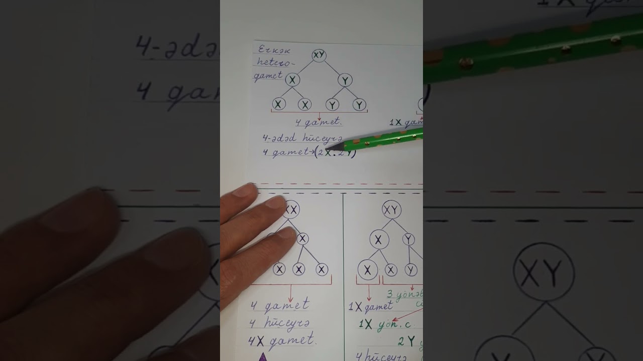 cinsi xromosomlar 0552461082