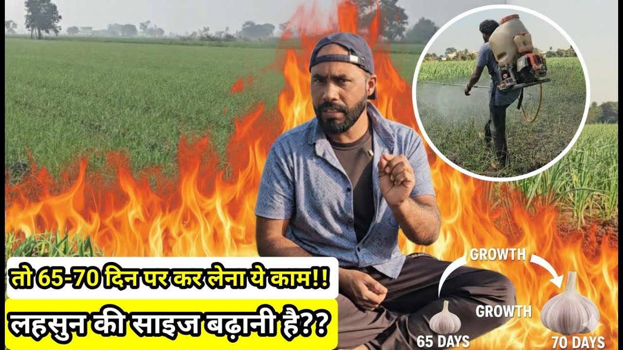 लहसुन की साइज कैसे बढ़ाये | Lahsun size bdhane wala khad #lahsunkikheti