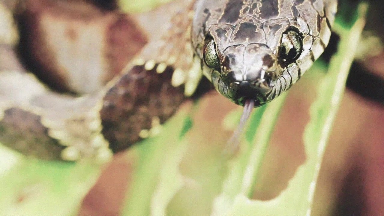 LOCAL H - Beyond The Valley Of Snakes (Official Video)