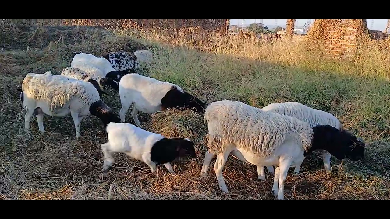 Los Dorper en el rancho un dia más salen a pastorear