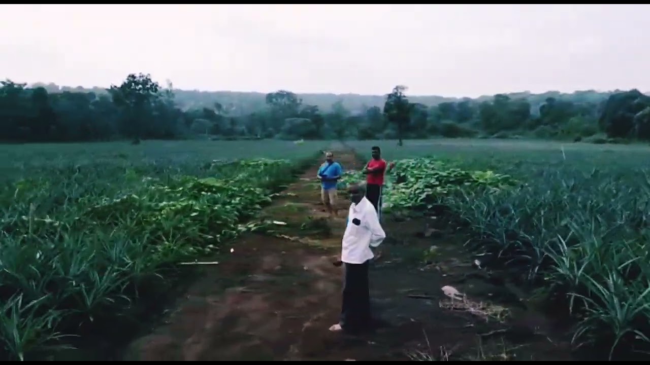 Pineapple in Kyasnur