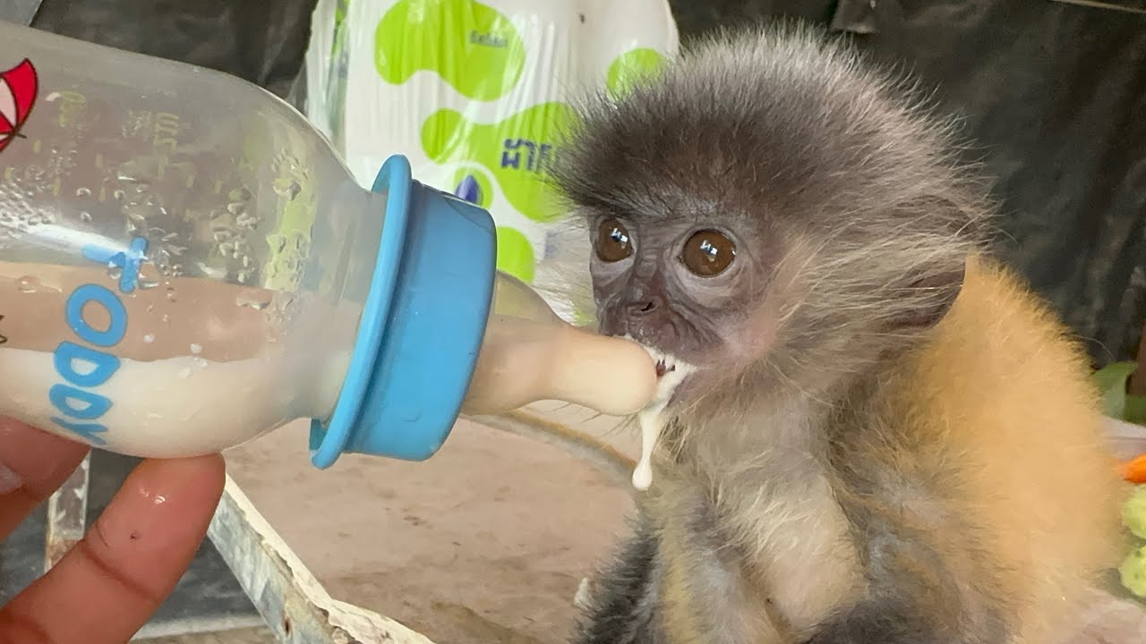 Cute Baby Monkey Drinking Milk – So Adorable! 🐒🍼