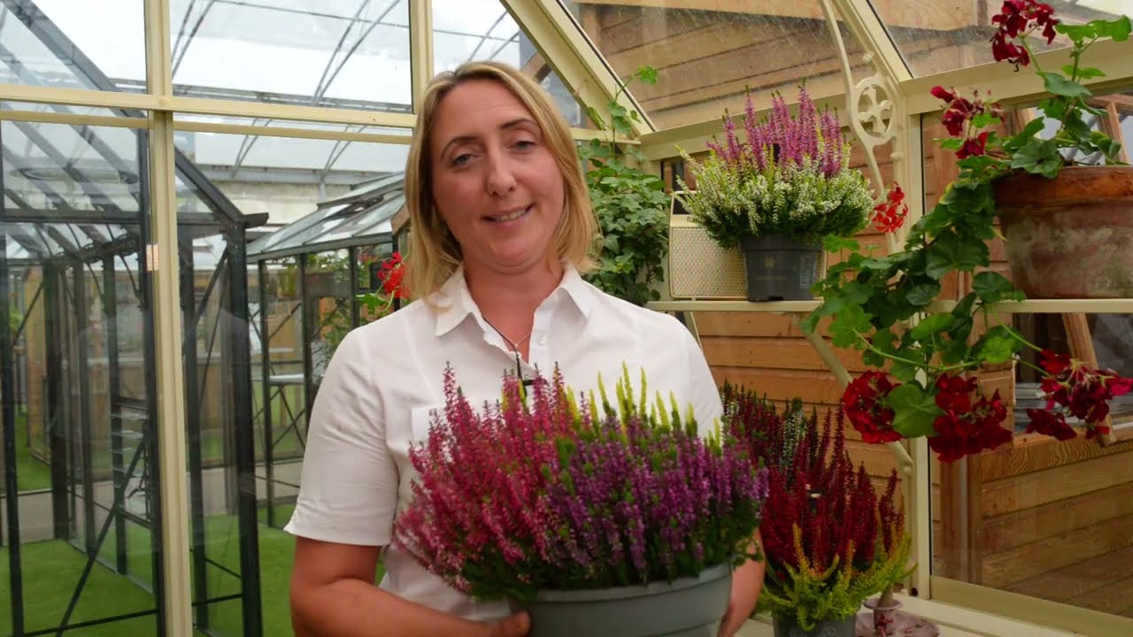 Plant of the Week - Calluna vulgaris