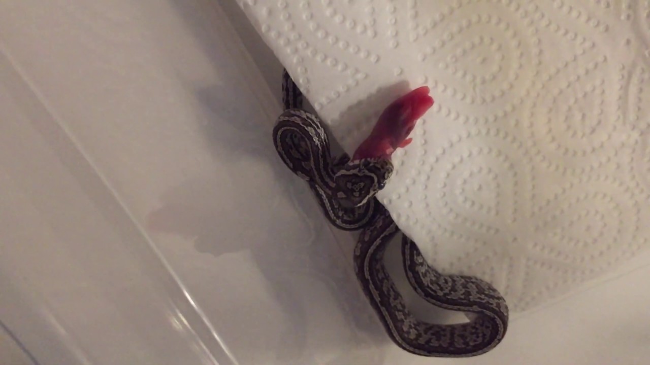 tuto: comment nourrir une Pantherophis guttatus, serpent des bles