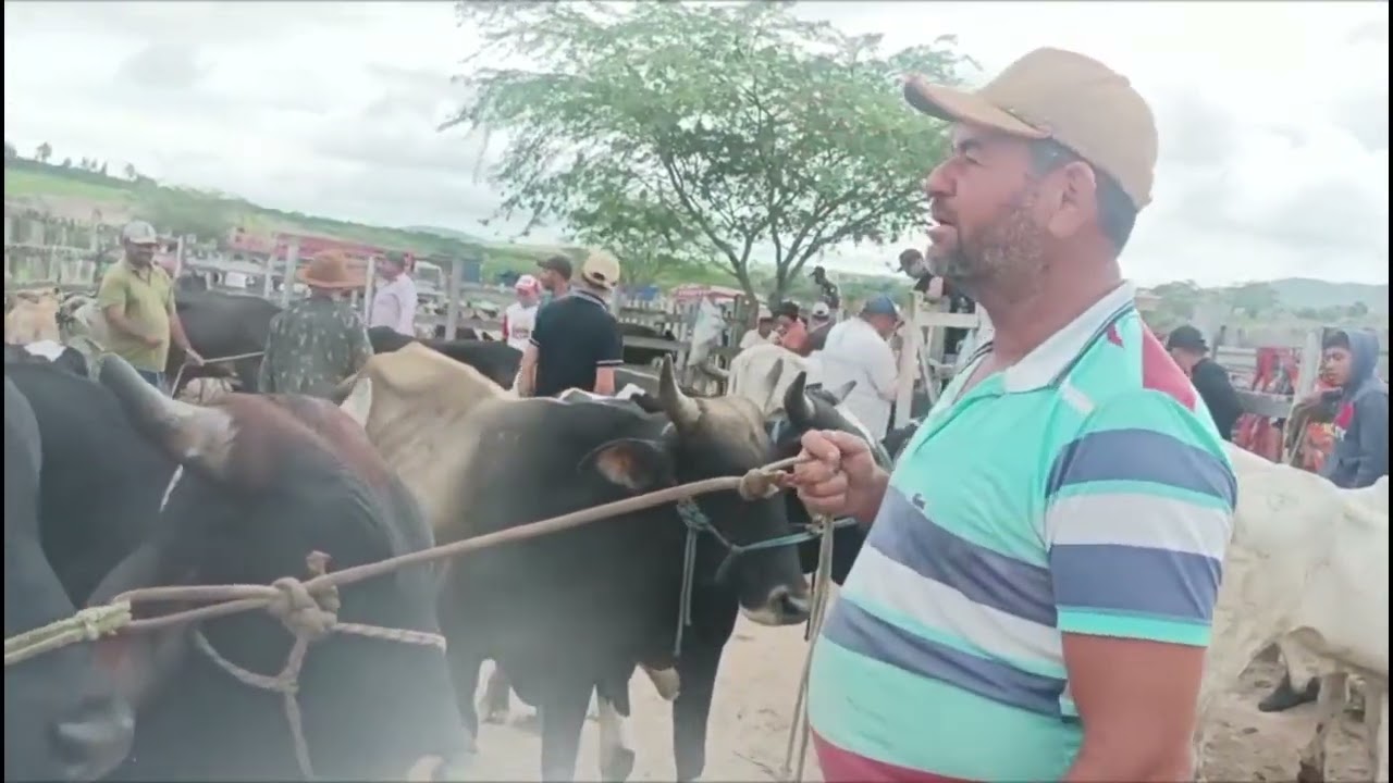 Feira de gado são João PE 02/03/2026