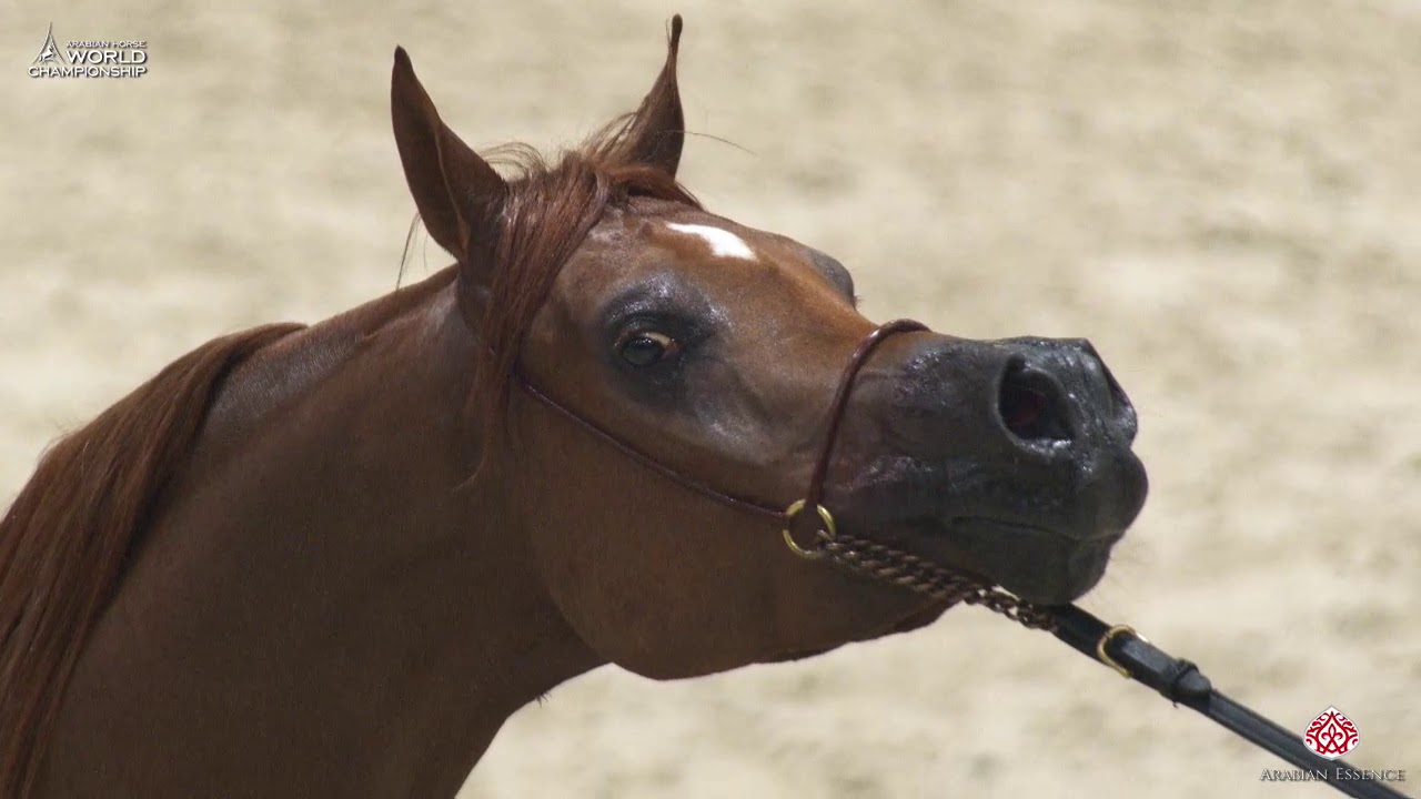 N 113 ERANTIS   Paris 2019   Junior Colts Class 5A