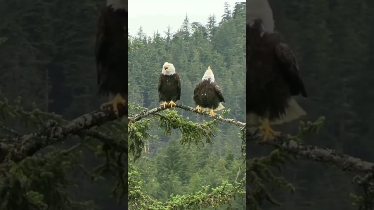 SUARA BURUNG ELANG KAYAK TOA ⁉️😱 #shorts #shortvideo