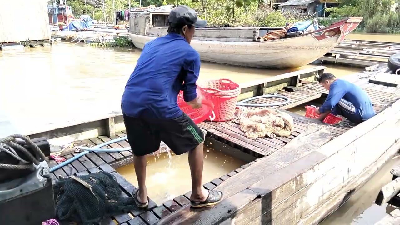 Phong cảnh cá 🐟 giống xuống ghe 