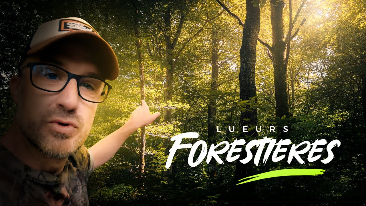 PHOTOGRAPHIE - Lueurs forestières (ne soyez plus déçus de vos photos!)