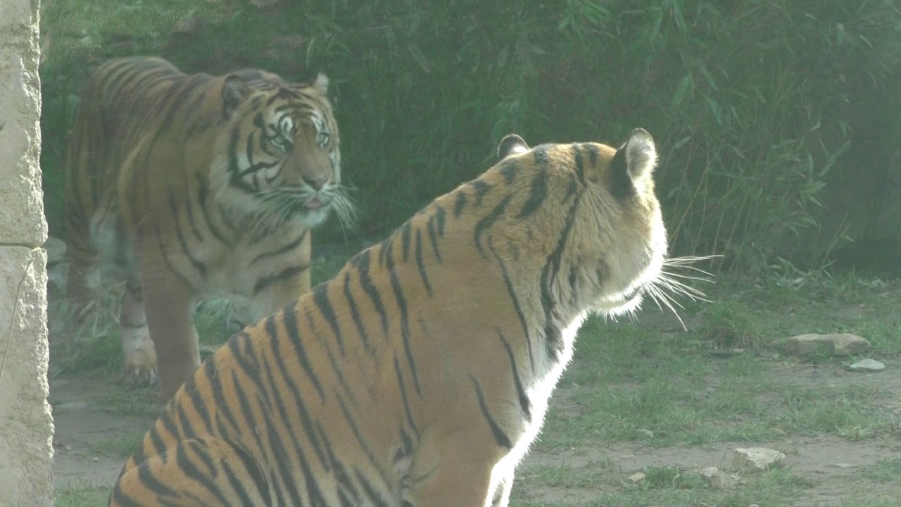 Wiedereröffnung im Zoo Osnabrück