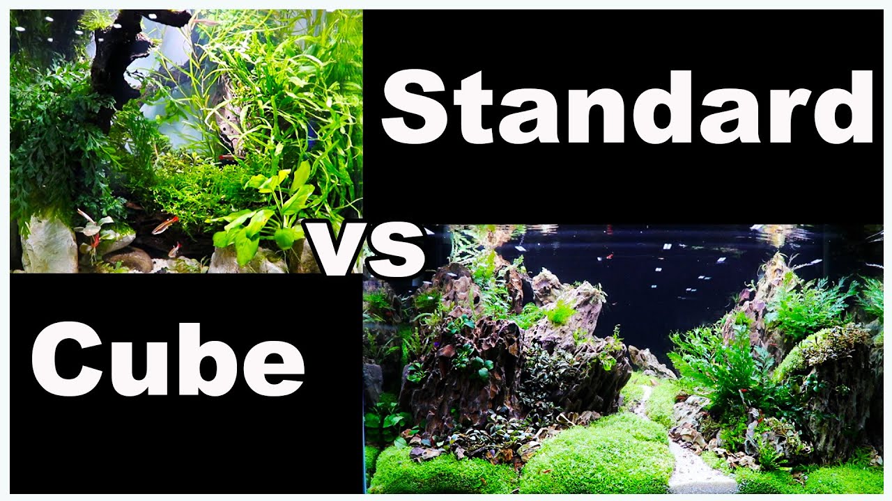 Cube Aquarium vs Standard Rectangle Tank: Which One is Better?