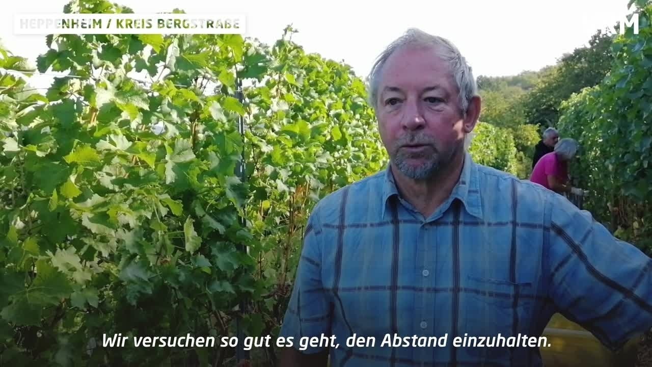 Traubenlese im Corona-Jahr an der Bergstra&szlig;e