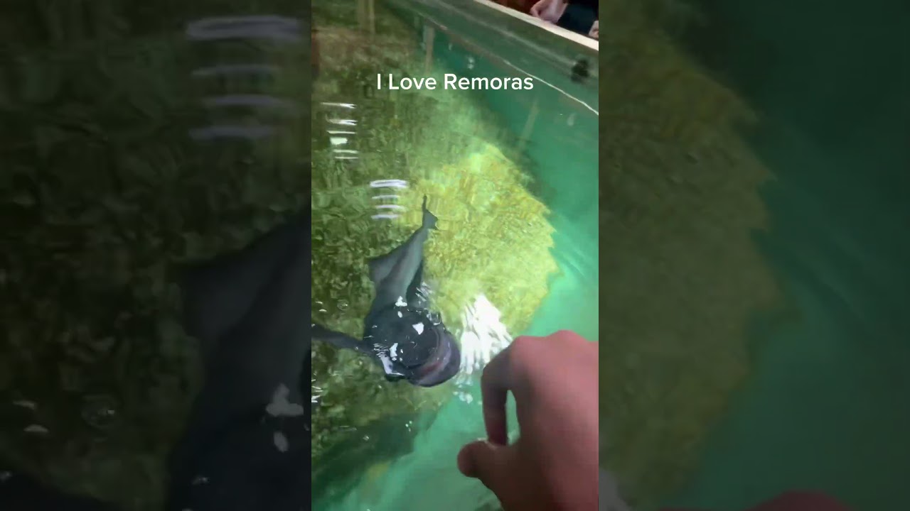 Petting A Remora