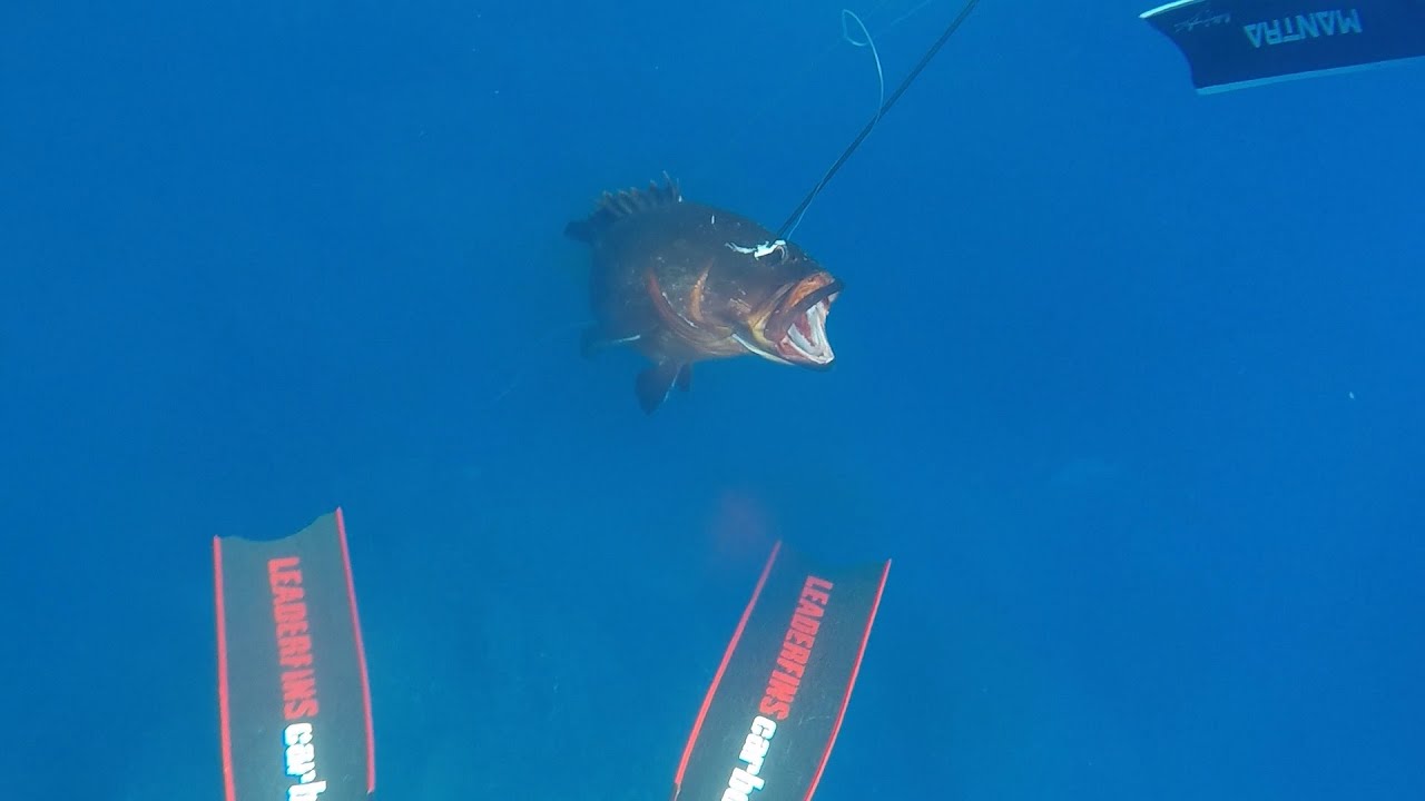 Cernia bruna al Banco Skerki Pt.2 - Pesca in apnea