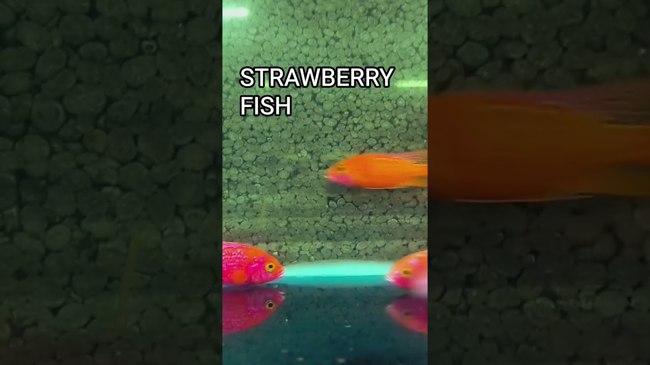 Strawberry Cichlid Care Guide | Tank Setup, Feeding & Behavior