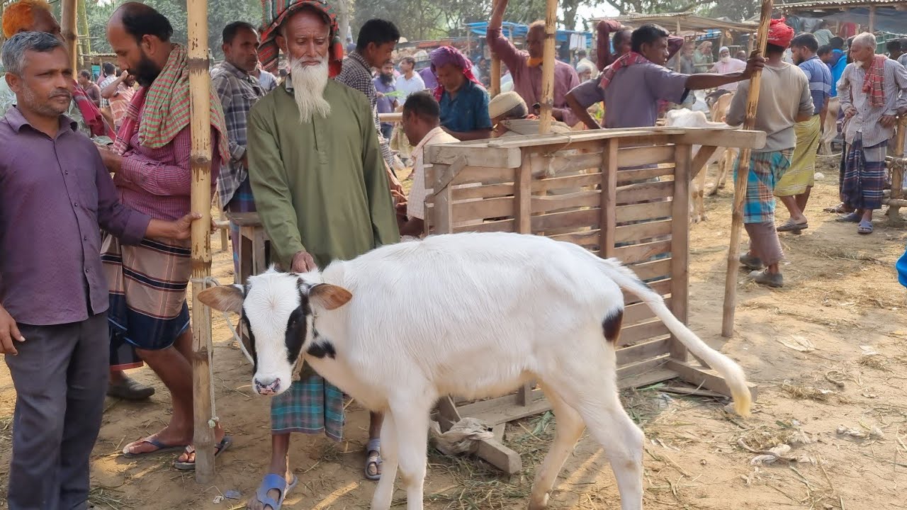 @আজ ৩ মার্চ ২৬ | ফ্রিজিয়ান বকনা সহ ফরিদপুরের খামারি কিনছেন ষাঁড় দিনাজপুর থেকে।