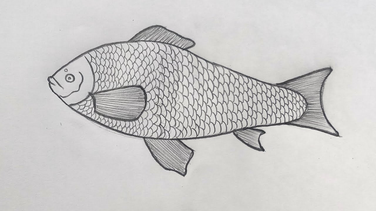 How to draw catla catla fish || catla catla fish diagram class 12 || fish drawing