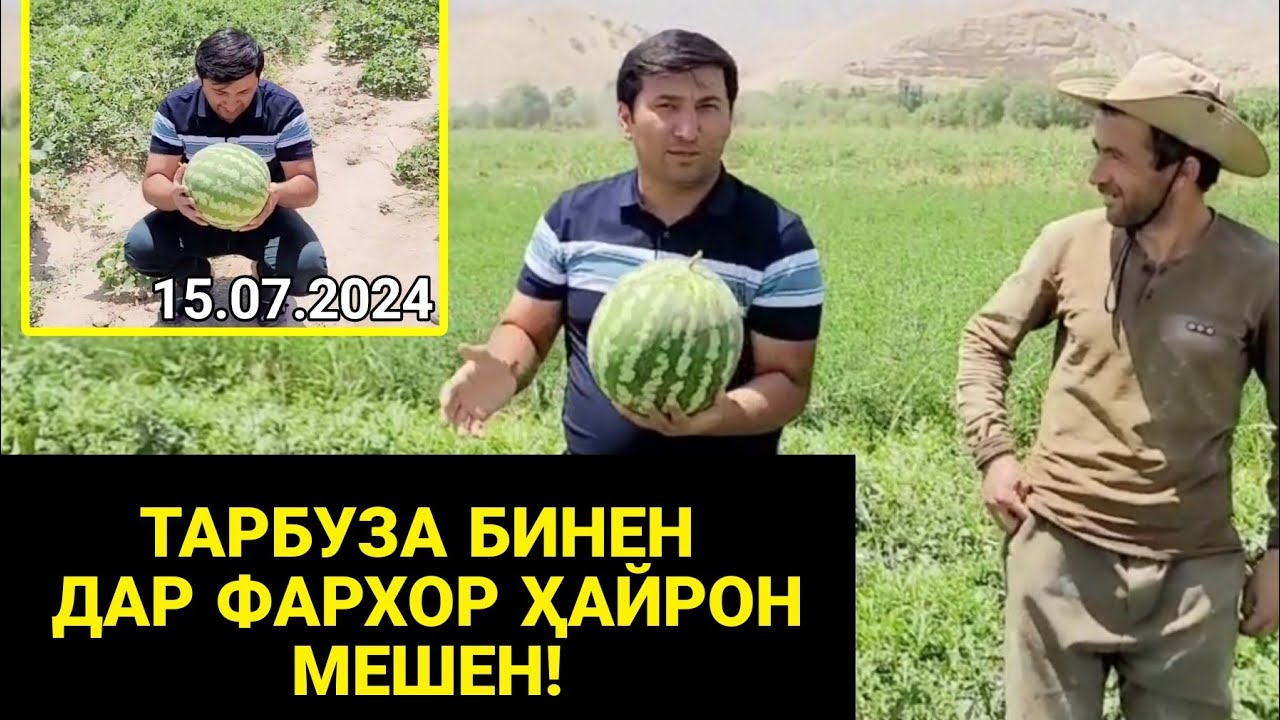 ТАРБУЗ ПАЛАКИ ФАРХОРА БИНЕН ҲАЙРОН МЕШЕН / Ғарибо Бинен СРОЧНО!