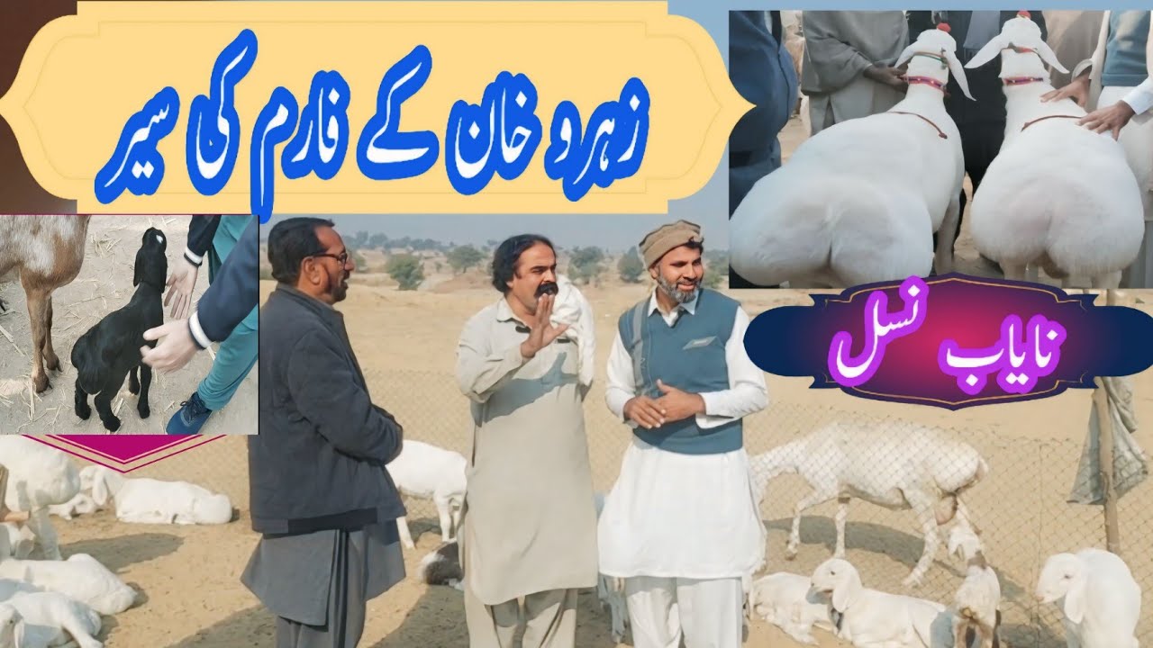 زہروخان کا ریوڑ! کوالٹی بریڈ نر مادہ بچے اور ان کے ریٹ ؛ خوراک مکمل معلومات