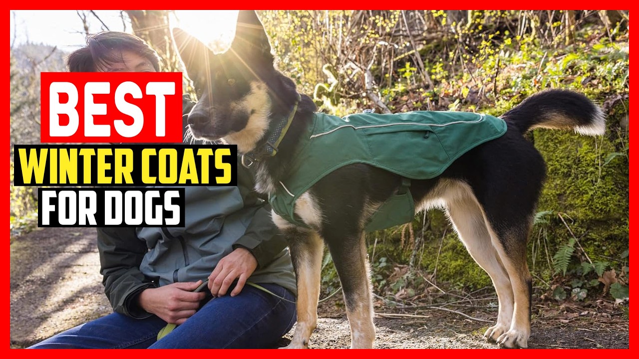 ✅Top 5 Best Winter Coats for Dogs in 2026