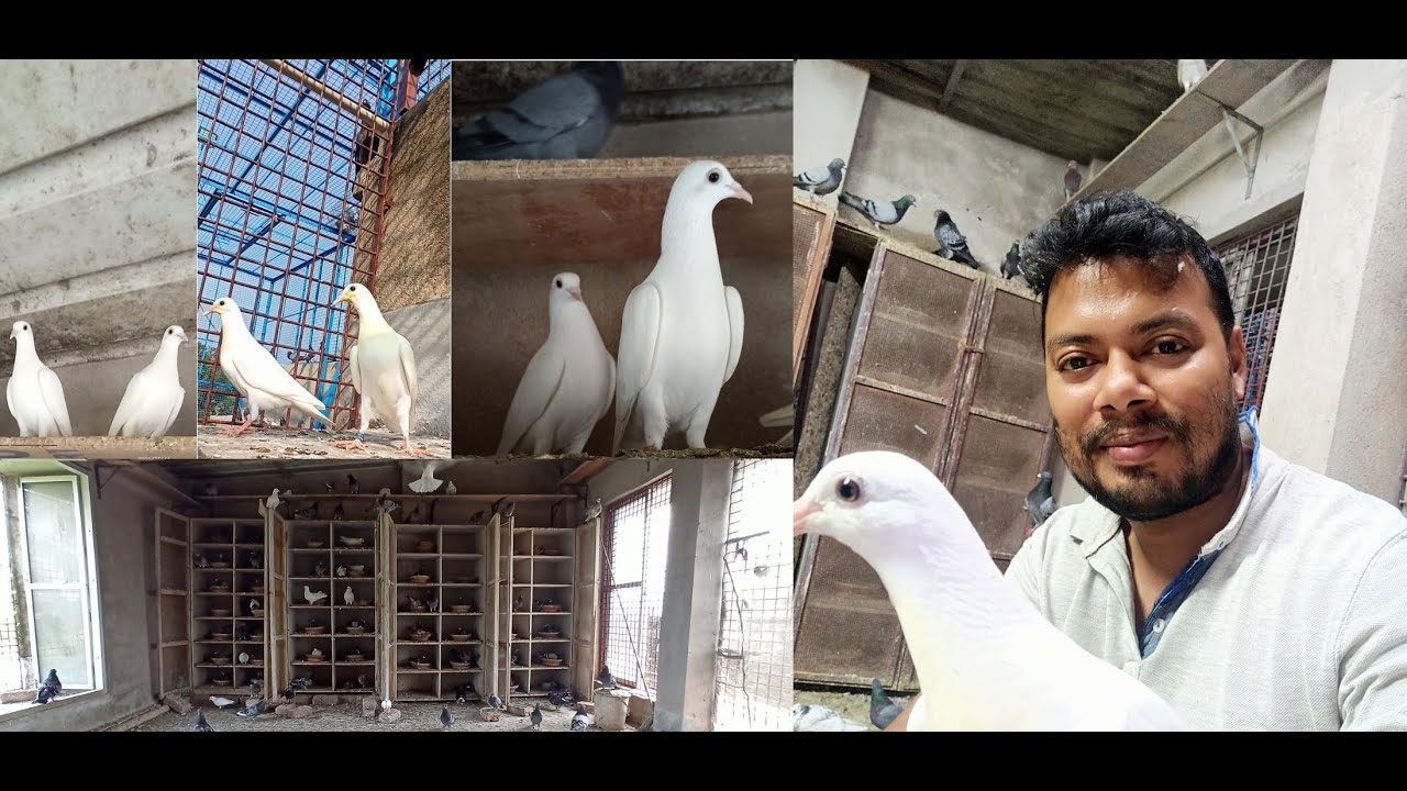 কালাঙ্কা পায়রা ( 100% Andhra Pure Blood Line Kalanka Paira) #buntypigeon | Call – 8981475641