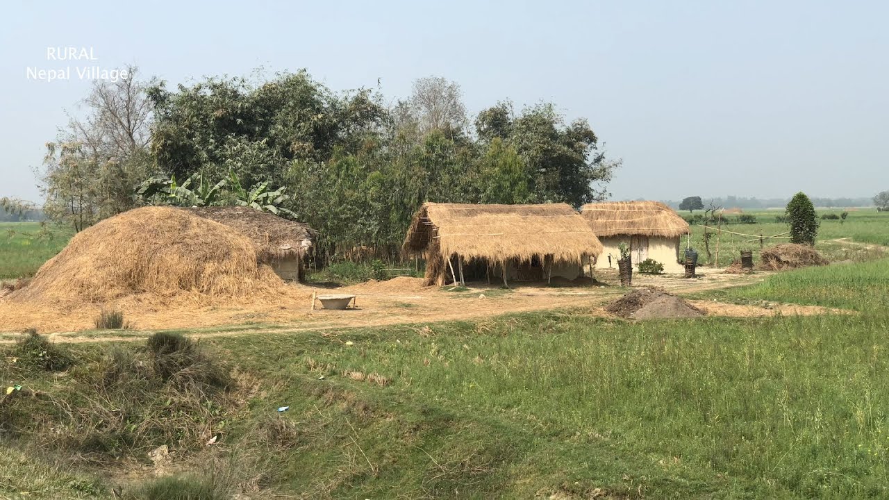 Countryside Farmer Daily Life In Terai Region Nepal Part - 2 || Village Life Of Nepal  || Rural Life