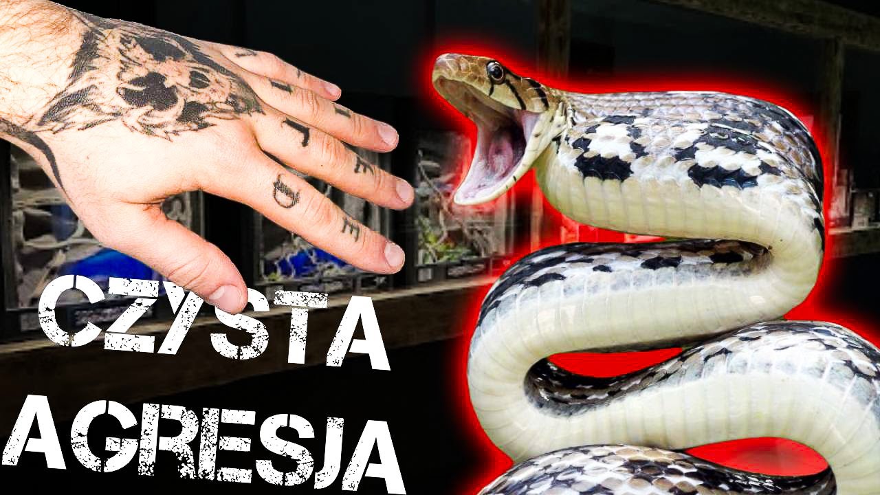 ❌NAJGORSZE  DIABŁY❌ TE WĘŻE ZAWSZE CIE ZAATAKUJĄ‼️