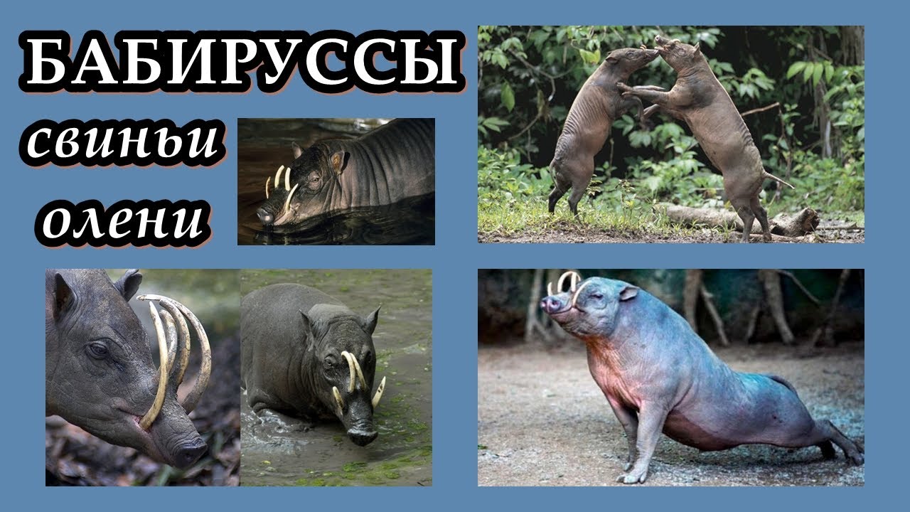 БАБИРУССЫ - Свиньи-олени