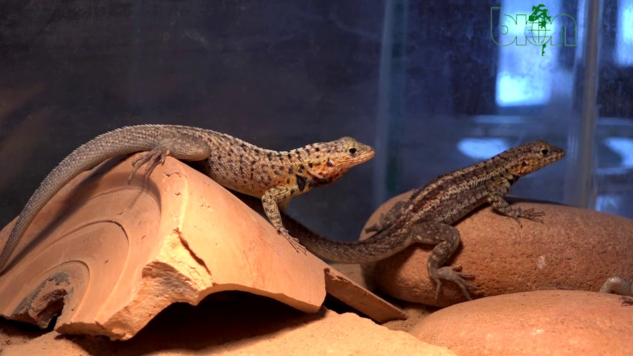 Microlophus albemarlensis