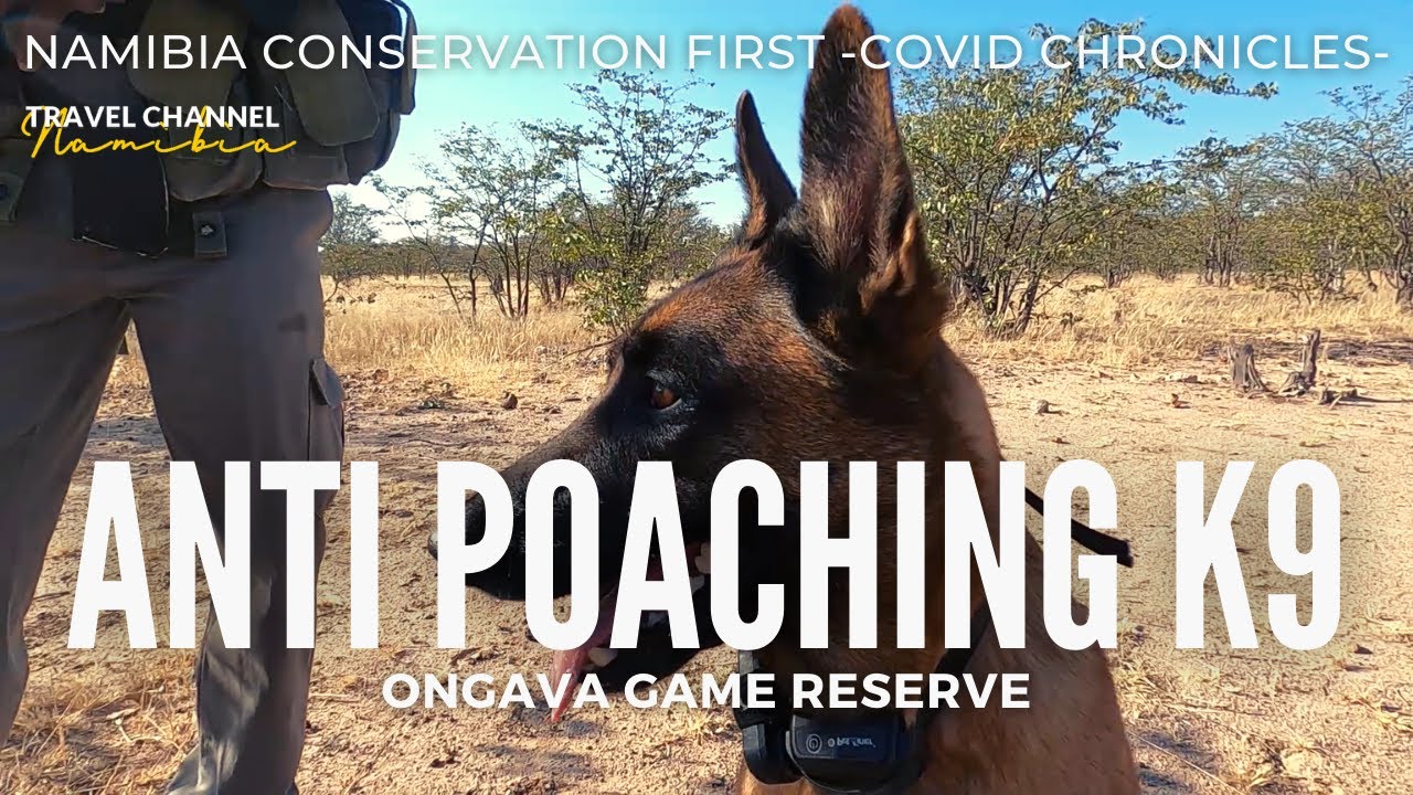 E10 ANTI POACHING K9 UNIT #whynamibia #conservationfilmfoundation #WhyNamibia #travel #namibia