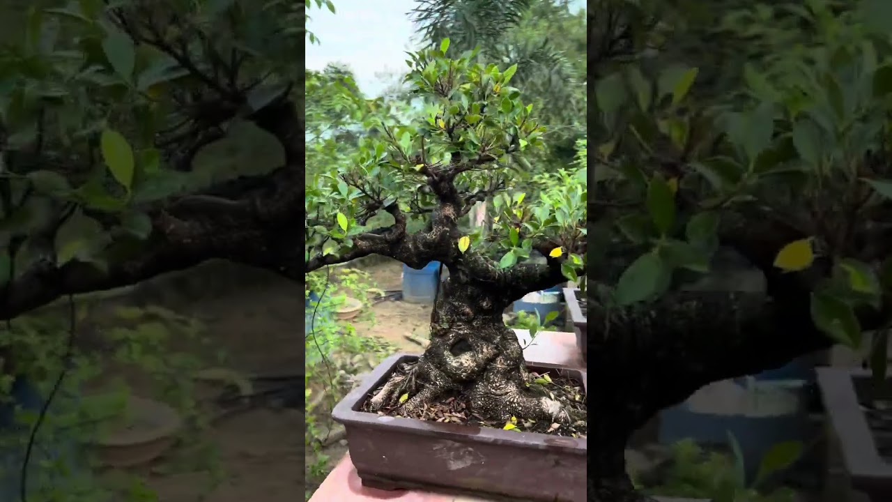 Bonsai is like old wine.. old is gold ..