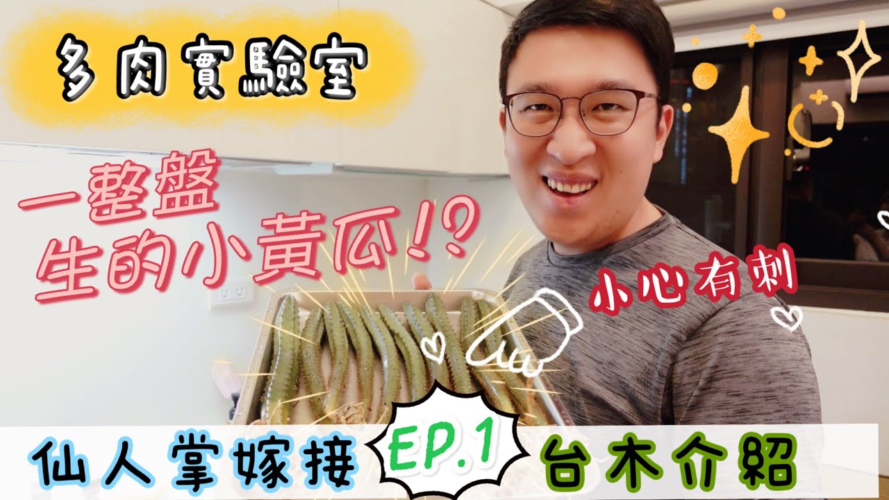 【多肉實驗室】仙人掌嫁接EP.1｜袖浦台木介紹｜緋牡丹全錦側芽｜A&Y｜Cactus grafting