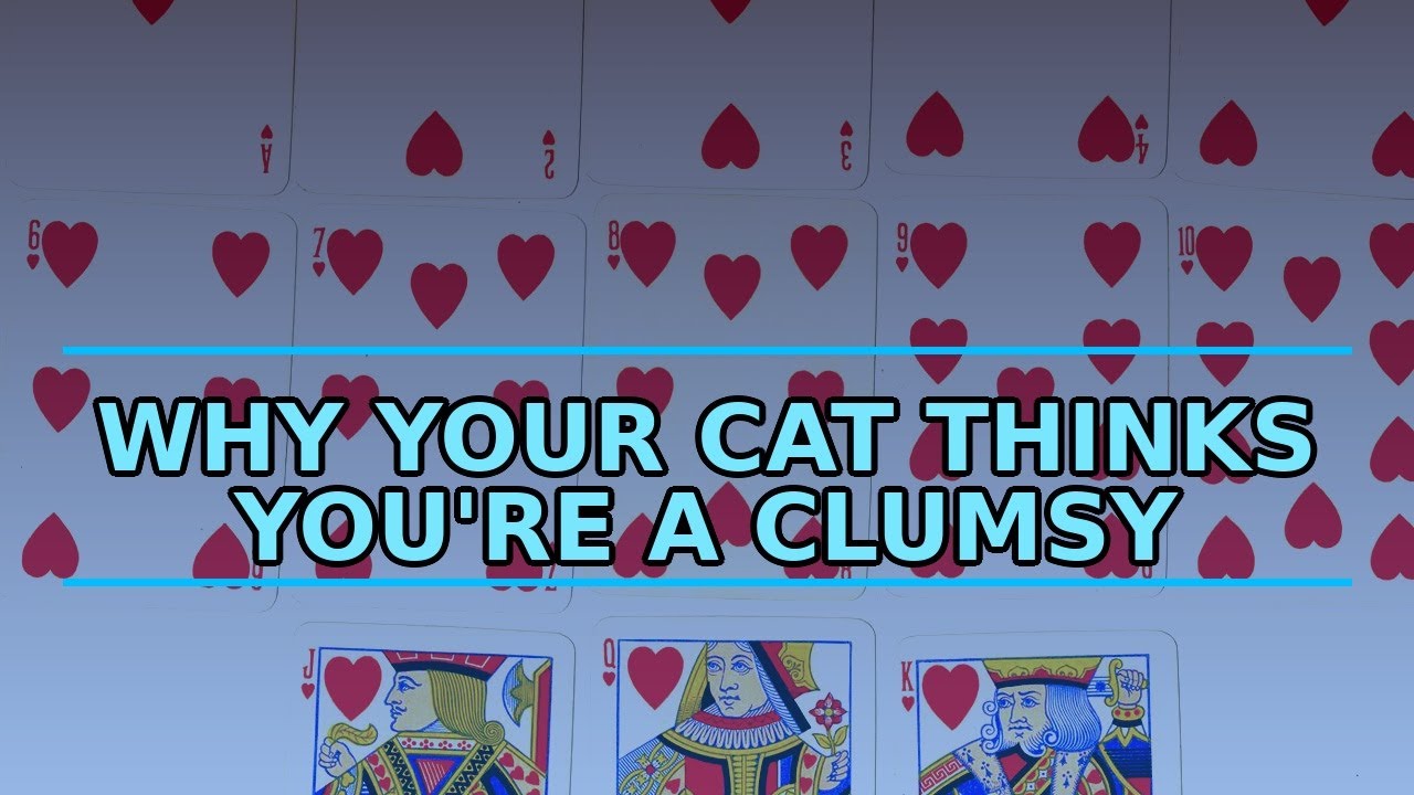 The Shocking Truth About How Your Cat Sees You