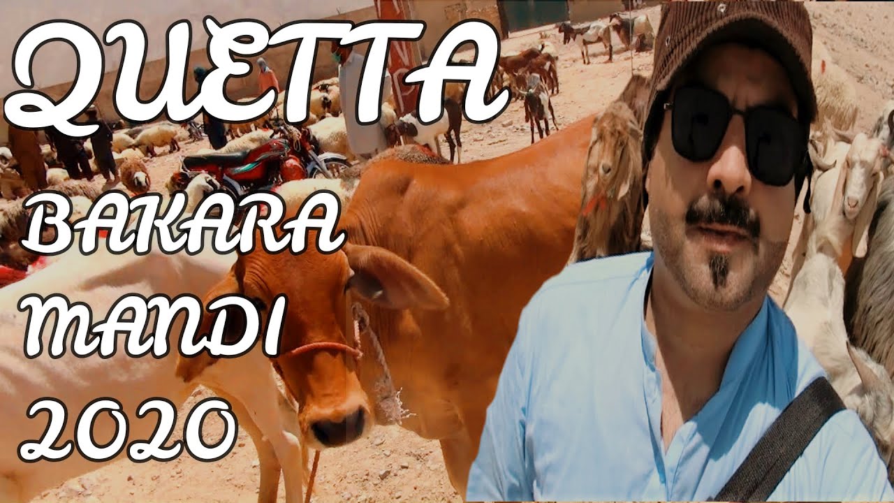 BAKRA MANDI QUETTA | EID UL AZHA | PREPARATIONS 2020