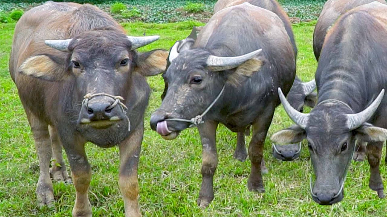 con tr&acirc;u - nhạc con tr&acirc;u - b&agrave;i h&aacute;t con trầu - đi chăn tr&acirc;u - tr&acirc;u ơi - gọi tr&acirc;u
