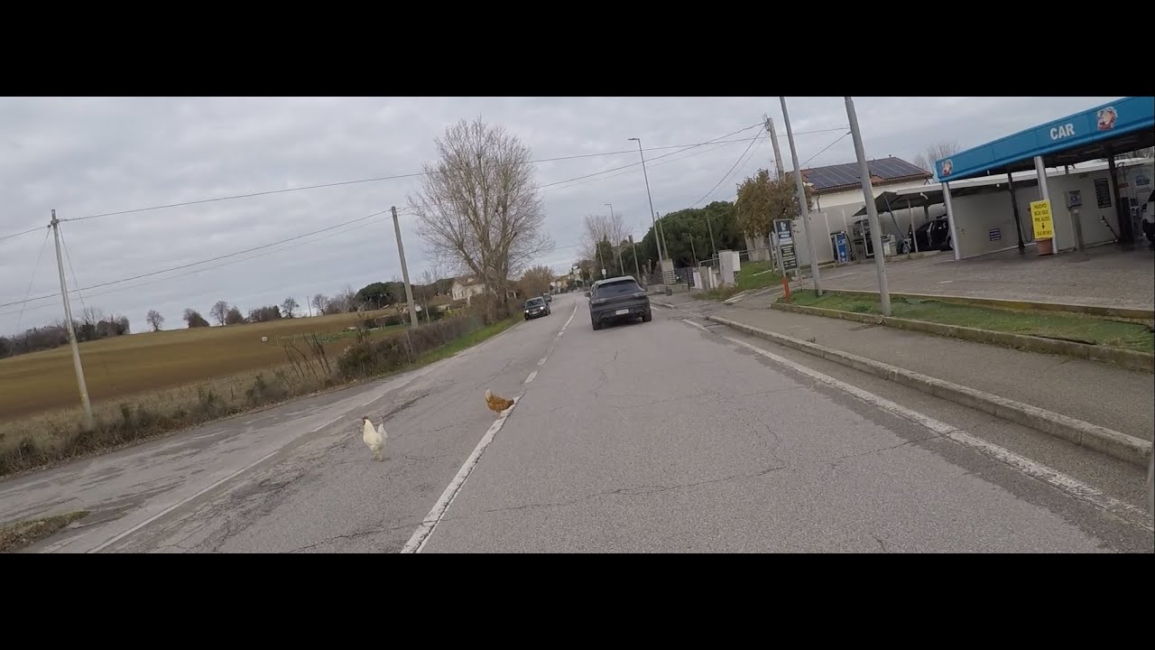 Boosterino Vlog Galline in Strada 05 02 2026