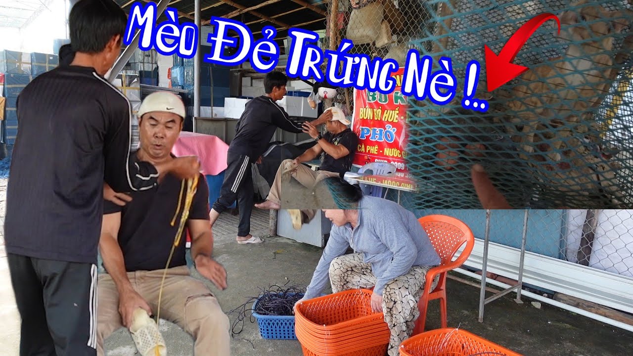 Bà 8 Phong Lần Đầu Thấy Mèo Đẻ Trứng Sẻ Phản Ứng Như Thế Nào