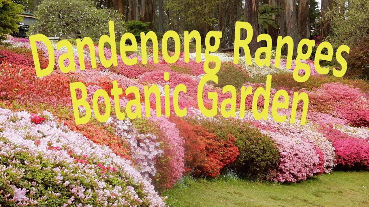 Dandenong Ranges Botanic Garden