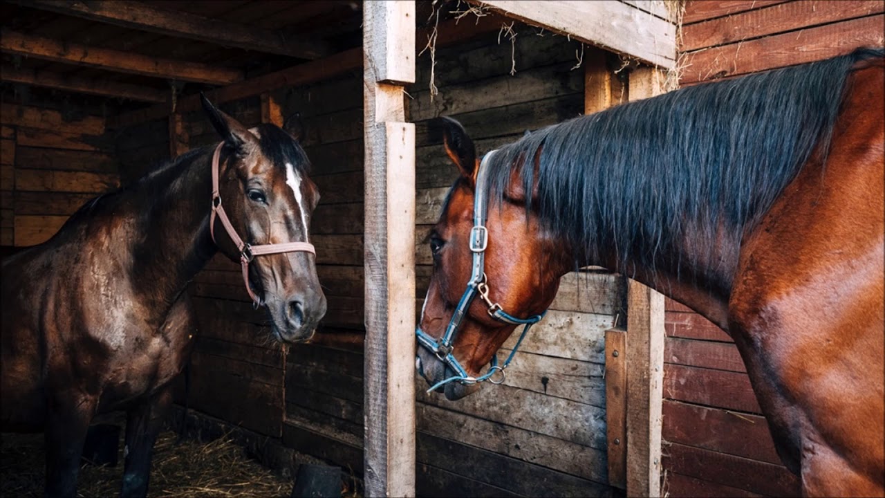 Horse Neigh Sound Effect | Free Sound Clips | Animal Sounds