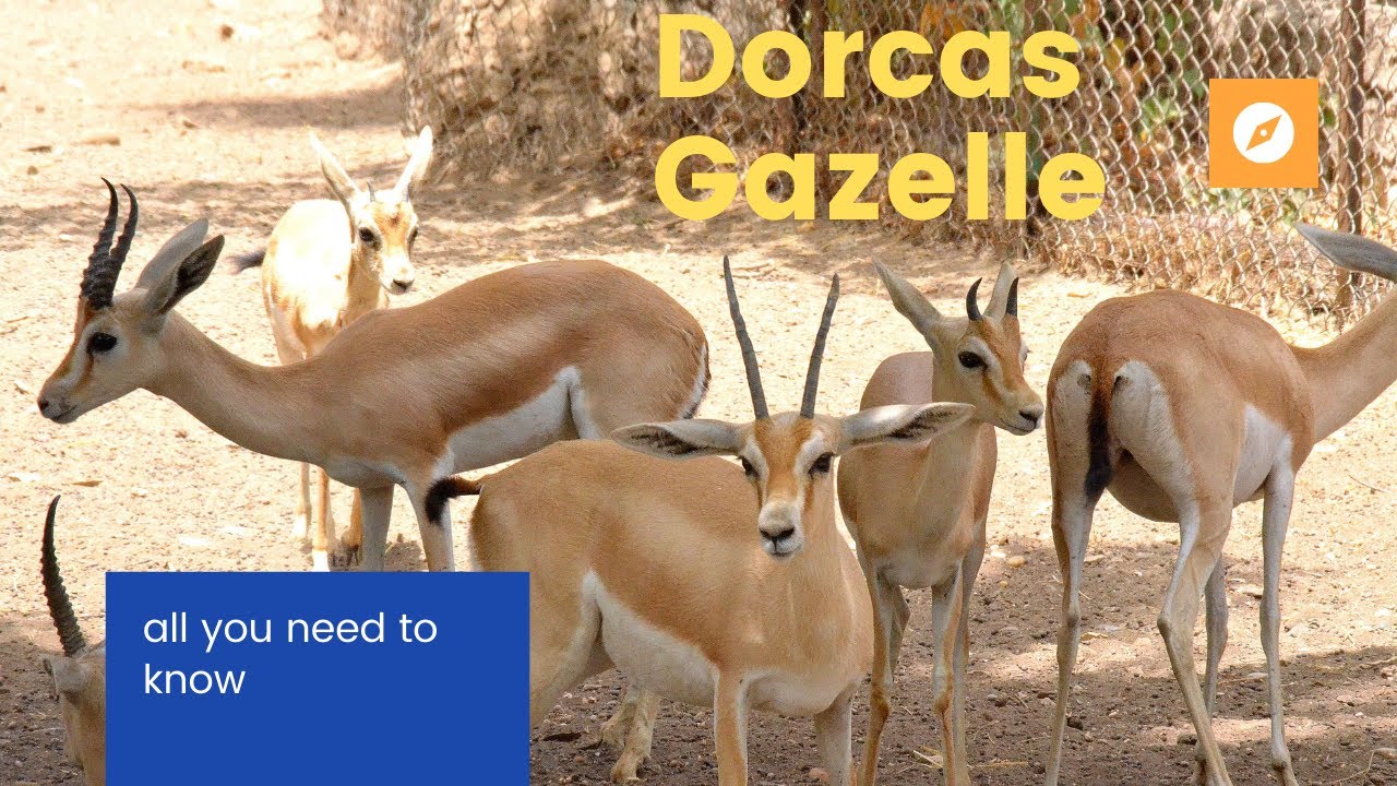 Dorcas Gazelle facts 🦌 Ariel Gazelle 🦌 Are they adapted to desert 🏜 conditions 🌵 🤔