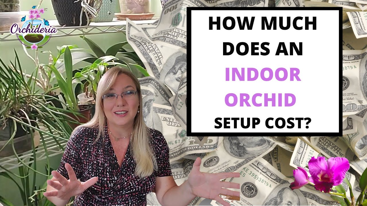 Detailed Guide: What You Need To Setup Your Indoor Orchid Space