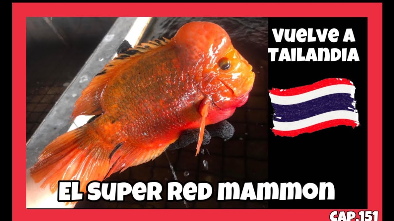 RED MAMMON vuelve a TAILANDIA? Intentan REPRODUCIRLO una vez m&aacute;s? Nuevas Evidencias.
