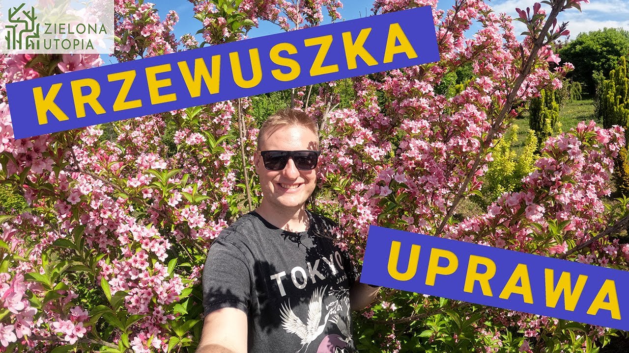 🌸 Krzewuszki w Ogrodzie – Uprawa, Wymagania i Pielęgnacja | Poradnik ogrodniczy 🌿Krzewuszka Weigela🌸