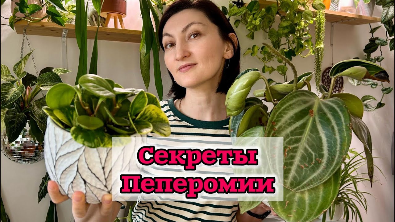 Пеперомия: Пересадка и Размножение семенами, черенками и листом!