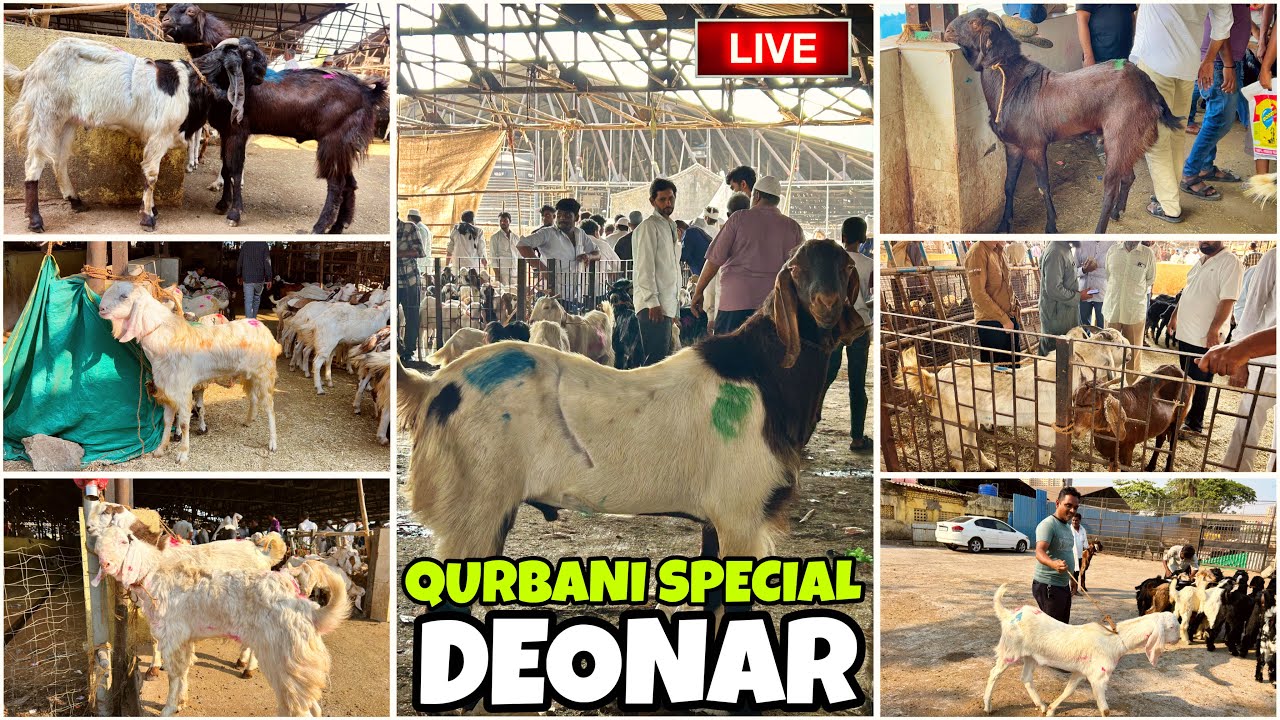 DEONAR BAKRA MANDI QURBANI SPECIAL RAMADAN UPDATE || SATURDAY LIVE MARKET \||